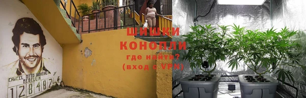 прущие грибы Алзамай